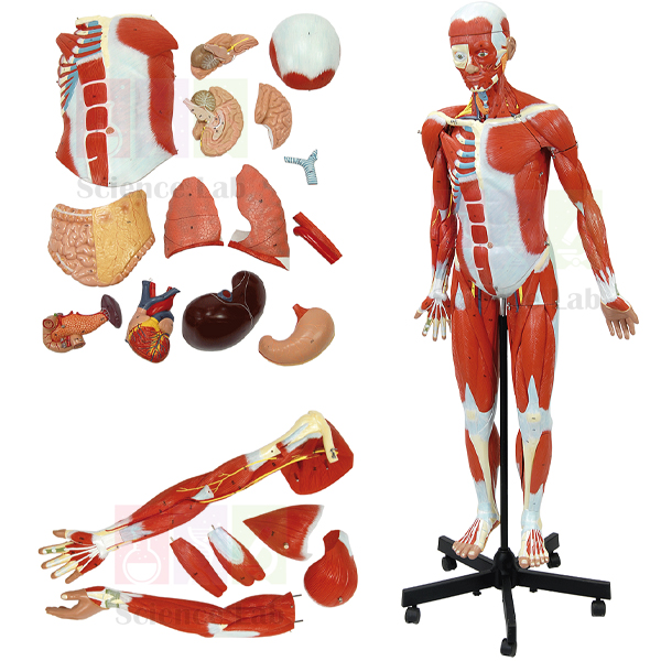Human Muscular Figure Model